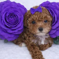 AKC Micro Teacup Champion Bloodlines 2-3lbs as adult, a female Poodle - Toy  for sale in Plantation Acres, FL – Photo 5 of 7