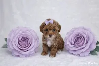 AKC Micro Teacup Champion Bloodlines 2-3lbs as adult, a female Poodle - Toy  for sale in Plantation Acres, FL – Photo 2 of 5