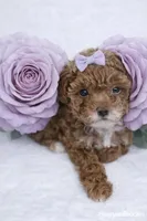 AKC Micro Teacup Champion Bloodlines 2-3lbs as adult, a female Poodle - Toy  for sale in Plantation Acres, FL – Photo 5 of 5