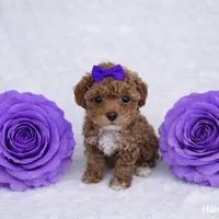 AKC Micro Teacup Champion Bloodlines 2-3lbs as adult, a female Poodle - Toy  for sale in Plantation Acres, FL – Photo 6 of 7