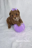 AKC Micro Teacup Champion Bloodlines 2-3lbs as adult, a female Poodle - Toy  for sale in Plantation Acres, FL – Photo 4 of 5