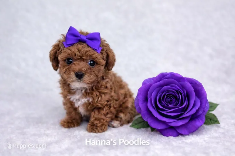 AKC Micro Teacup Champion Bloodlines 2-3lbs as adult