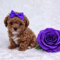 AKC Micro Teacup Champion Bloodlines 2-3lbs as adult, a female Poodle - Toy  for sale in Plantation Acres, FL – Photo 1 of 7