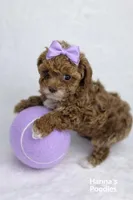 AKC Micro Teacup Champion Bloodlines 2-3lbs as adult, a female Poodle - Toy  for sale in Plantation Acres, FL – Photo 3 of 5