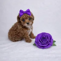 AKC Micro Teacup Champion Bloodlines 2-3lbs as adult, a female Poodle - Toy  for sale in Plantation Acres, FL – Photo 2 of 7