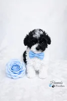 AKC Micro T Cup Black and White Parti charting 2lbs , a male Poodle - Toy  for sale in Plantation Acres, FL – Photo 5 of 6