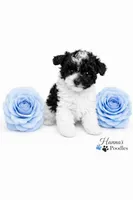 AKC Micro T Cup Black and White Parti charting 2lbs , a male Poodle - Toy  for sale in Plantation Acres, FL – Photo 3 of 6