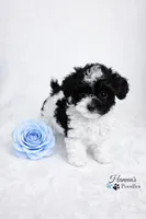 AKC Micro T Cup Black and White Parti charting 2lbs , a male Poodle - Toy  for sale in Plantation Acres, FL – Photo 6 of 6