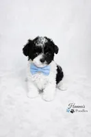 AKC Micro T Cup Black and White Parti charting 2lbs , a male Poodle - Toy  for sale in Plantation Acres, FL – Photo 4 of 6