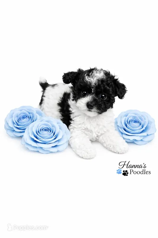 AKC Micro T Cup Black and White Parti charting 2lbs 