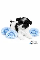 AKC Micro T Cup Black and White Parti charting 2lbs , a male Poodle - Toy  for sale in Plantation Acres, FL – Photo 1 of 6