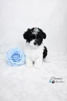 AKC Micro T Cup Black and White Parti charting 2lbs , a male Poodle - Toy  for sale in Plantation Acres, FL – Photo 2 of 6