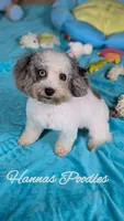 AKC Silver and Blue Parti Poodle , a female Poodle - Toy  for sale in Fort Lauderdale, FL – 2 of 3