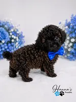 AKC Rare Poodle Puppy Male charting 4-5lbs , a male Poodle - Toy  for sale in Plantation Acres, FL – 3 of 6