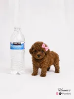 AKC Mahogany Red Female TCup Poodle , a female Poodle - Toy  for sale in Plantation Acres, FL – 5 of 8