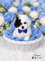 AKC Black Patch Solid White Male Large Toy , a male Poodle - Toy  for sale in Plantation Acres, FL – 4 of 8