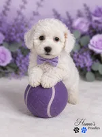 AKC Solid White Large Toy Poodle Male, a male Poodle - Toy  for sale in Plantation Acres, FL – 8 of 8