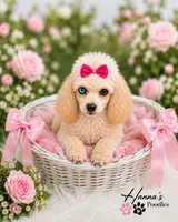 AKC T Cup Poodle 3lbs full grown already, a female Poodle - Toy  for sale in Plantation Acres, FL – 1 of 5