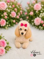 AKC T Cup Poodle 3lbs full grown already, a female Poodle - Toy  for sale in Plantation Acres, FL – 4 of 5