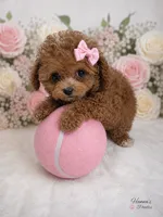AKC tcup poodle female charting 3-4lbs as adult , a female Poodle - Toy  for sale in Plantation Acres, FL – 5 of 6