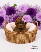 AKC Miss Purple Tiny Toy Poodle Puppy Charting 5lbs as adult , a female Poodle - Toy  for sale in Plantation Acres, FL – 2 of 5
