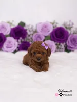 AKC Miss Purple Tiny Toy Poodle Puppy Charting 5lbs as adult , a female Poodle - Toy  for sale in Plantation Acres, FL – 3 of 5