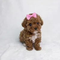 AKC Micro T-Cup 2-3lbs as adult, a female Poodle - Toy  for sale in Plantation Acres, FL – Photo 2 of 5