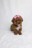 AKC Micro T-Cup 2-3lbs as adult, a female Poodle - Toy  for sale in Plantation Acres, FL – Photo 2 of 5