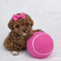 AKC Micro T-Cup 2-3lbs as adult, a female Poodle - Toy  for sale in Plantation Acres, FL – Photo 4 of 5