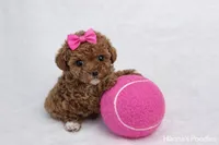 AKC Micro T-Cup 2-3lbs as adult, a female Poodle - Toy  for sale in Plantation Acres, FL – Photo 4 of 5