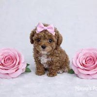 AKC Micro T-Cup 2-3lbs as adult, a female Poodle - Toy  for sale in Plantation Acres, FL – Photo 5 of 5