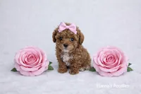 AKC Micro T-Cup 2-3lbs as adult, a female Poodle - Toy  for sale in Plantation Acres, FL – Photo 5 of 5