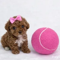 AKC Micro T-Cup 2-3lbs as adult, a female Poodle - Toy  for sale in Plantation Acres, FL – Photo 3 of 5