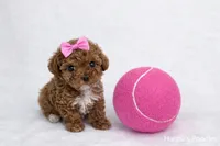 AKC Micro T-Cup 2-3lbs as adult, a female Poodle - Toy  for sale in Plantation Acres, FL – Photo 3 of 5