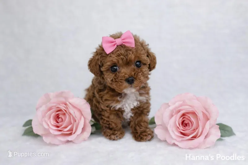 AKC Micro T-Cup 2-3lbs as adult