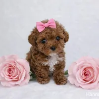 AKC Micro T-Cup 2-3lbs as adult, a female Poodle - Toy  for sale in Plantation Acres, FL – Photo 1 of 5