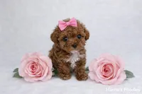 AKC Micro T-Cup 2-3lbs as adult, a female Poodle - Toy  for sale in Plantation Acres, FL – Photo 1 of 5