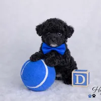 AKC Black Tuxedo Tcup Male 4-5lbs as adult , a male Poodle - Toy  for sale in Plantation Acres, FL – Photo 6 of 6