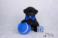 AKC Black Tcup Male 4-5lbs as adult , a male Poodle - Toy  for sale in Plantation Acres, FL – Photo 6 of 6