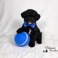 AKC Black Tuxedo Tcup Male 4-5lbs as adult , a male Poodle - Toy  for sale in Plantation Acres, FL – 5 of 7