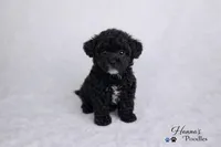 AKC Black Tuxedo Tcup Male 4-5lbs as adult , a male Poodle - Toy  for sale in Plantation Acres, FL – 6 of 7