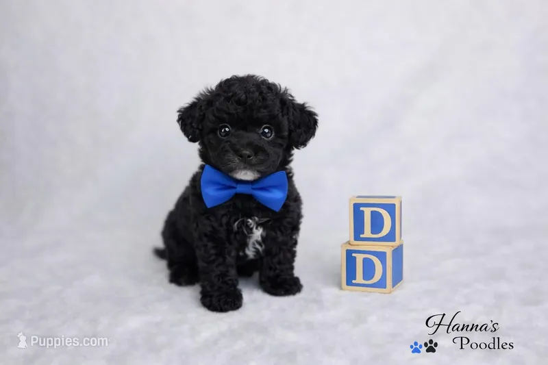 AKC Black Tuxedo Tcup Male 4-5lbs as adult  – Poodle - Toy  puppy for sale in Plantation Acres, FL