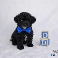 AKC Black Tuxedo Tcup Male 4-5lbs as adult , a male Poodle - Toy  for sale in Plantation Acres, FL – Photo 2 of 6