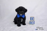 AKC Black Tcup Male 4-5lbs as adult , a male Poodle - Toy  for sale in Plantation Acres, FL – Photo 2 of 6