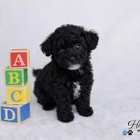 AKC Black Tuxedo Tcup Male 4-5lbs as adult , a male Poodle - Toy  for sale in Plantation Acres, FL – Photo 5 of 6