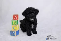 AKC Black Tcup Male 4-5lbs as adult , a male Poodle - Toy  for sale in Plantation Acres, FL – Photo 5 of 6