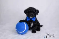 AKC Black Tuxedo Tcup Male 4-5lbs as adult , a male Poodle - Toy  for sale in Plantation Acres, FL – 7 of 7