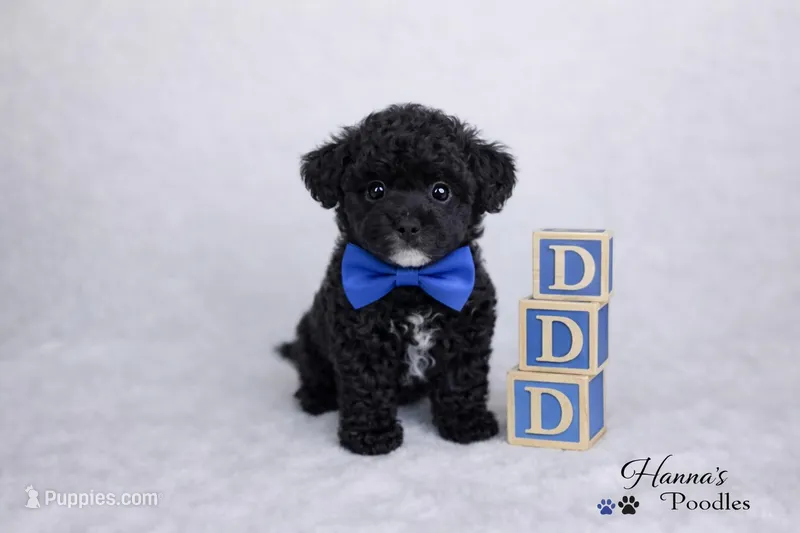 AKC Black Tuxedo Tcup Male 3-4lbs as adult  – Poodle - Toy  puppy for sale in Plantation Acres, FL