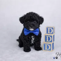 AKC Black Tuxedo Tcup Male 4-5lbs as adult , a male Poodle - Toy  for sale in Plantation Acres, FL – Photo 4 of 6
