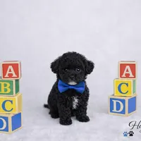 AKC Black Tuxedo Tcup Male 4-5lbs as adult , a male Poodle - Toy  for sale in Plantation Acres, FL – Photo 3 of 6